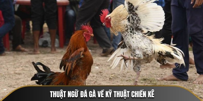 Thuật ngữ đá gà về kỹ thuật chiến kê